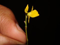 Utricularia cornuta