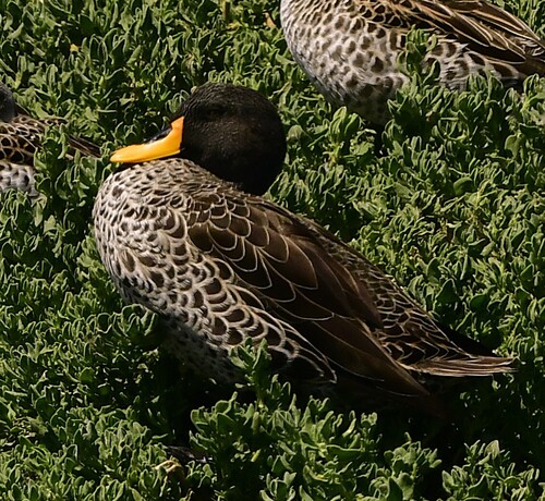 iNaturalist: (c) Kurt Hennige, some rights reserved (CC BY-NC), uploaded by Kurt Hennige iNaturalist image