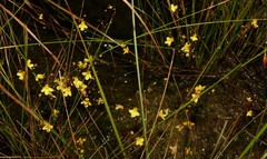 Utricularia subulata