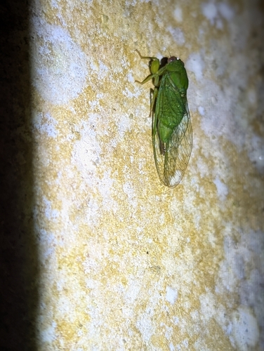 Baeturia observed 2026-07-21