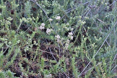 Eriogonum fasciculatum