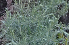 Artemisia californica