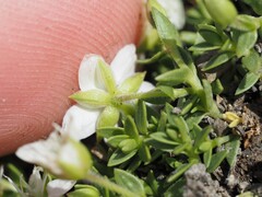Facchinia rupestris, photograph (c) Louis Aureglia, some rights reserved (CC BY)