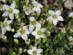 Facchinia rupestris, photograph (c) Louis Aureglia, some rights reserved (CC BY)