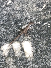 Anolis sagrei