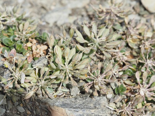 Noccaea rotundifolia, photograph 4