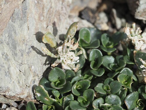 Noccaea rotundifolia, photograph 6
