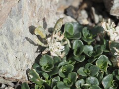 Noccaea rotundifolia, photograph (c) Louis Aureglia, some rights reserved (CC BY)