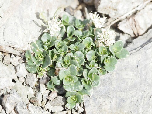 Noccaea rotundifolia, photograph 5