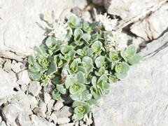 Noccaea rotundifolia, photograph (c) Louis Aureglia, some rights reserved (CC BY)