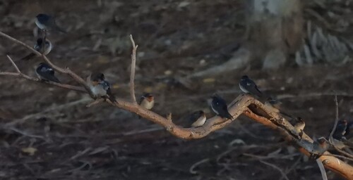 Welcome Swallow