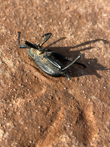 Egyptian Beetle