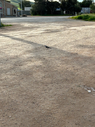 Magpie-lark