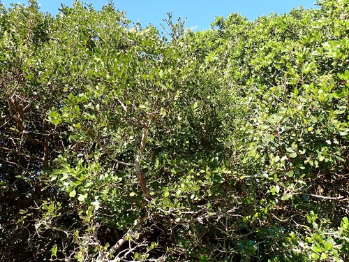 Schotia latifolia, 2026-07-20