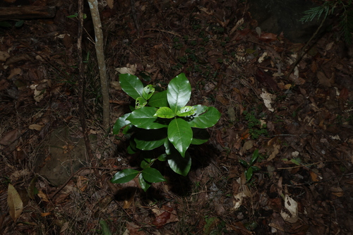 Hodgkinsonia ovatiflora, 2026-07-21