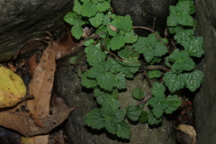 Coleus australis, photograph (c) Greg Tasney, some rights reserved (CC BY-SA)