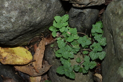 Coleus australis, photograph (c) Greg Tasney, some rights reserved (CC BY-SA)