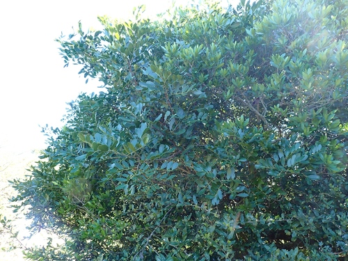 Schotia latifolia, 2026-07-20