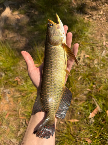 Gulf saratoga (Scleropages jardinii) — Osteoglossidae — 3