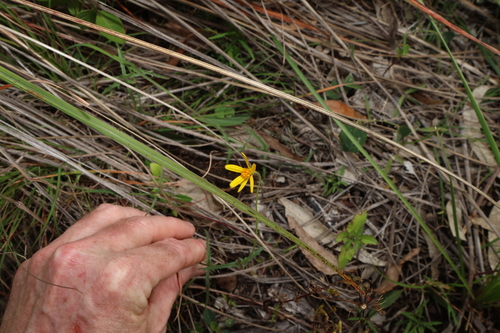 Apowollastonia spilanthoides, photograph 1