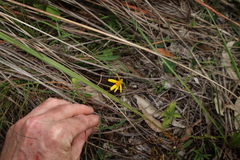 Apowollastonia spilanthoides, photograph (c) Greg Tasney, some rights reserved (CC BY-SA)