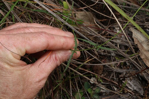 Apowollastonia spilanthoides, photograph 2