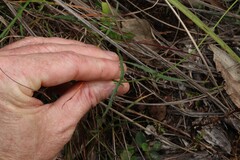 Apowollastonia spilanthoides, photograph (c) Greg Tasney, some rights reserved (CC BY-SA)