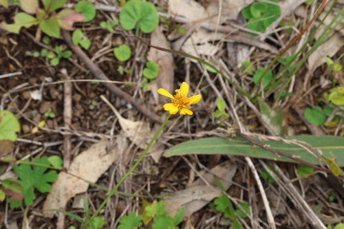 Apowollastonia spilanthoides, photograph 3