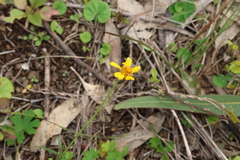 Apowollastonia spilanthoides, photograph (c) Greg Tasney, some rights reserved (CC BY-SA)