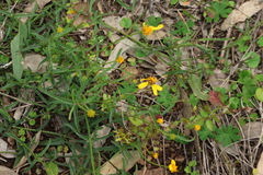 Apowollastonia spilanthoides, photograph (c) Greg Tasney, some rights reserved (CC BY-SA)