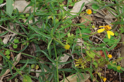 Apowollastonia spilanthoides