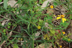 Apowollastonia spilanthoides