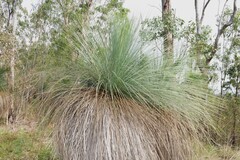Xanthorrhoea glauca, photograph (c) Greg Tasney, some rights reserved (CC BY-SA)