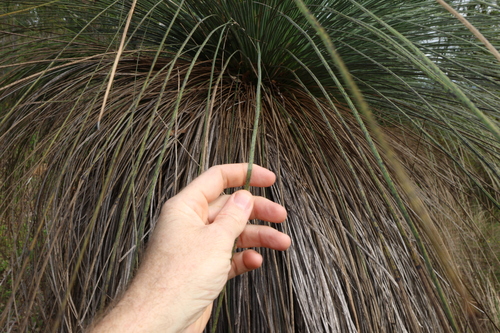Xanthorrhoea glauca, photograph 4