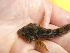 Cottus asper