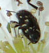 Acmaeodera tubulus