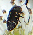 Acmaeodera tubulus