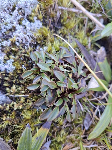Gentianella bellidifolia observed 2026-07-21