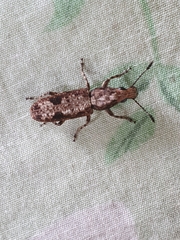 Ptychoderini