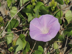 Ipomoea crinicalyx