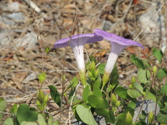 Ipomoea crinicalyx