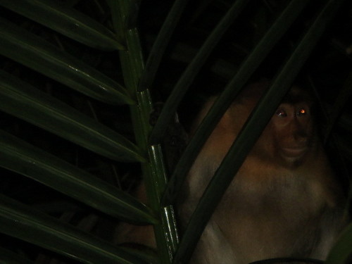 Proboscis Monkey, photo 9 of 10