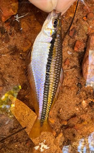 Blackbanded Rainbowfish