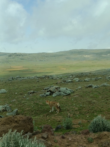 Ethiopian Wolf