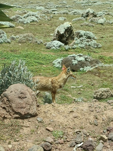Ethiopian Wolf