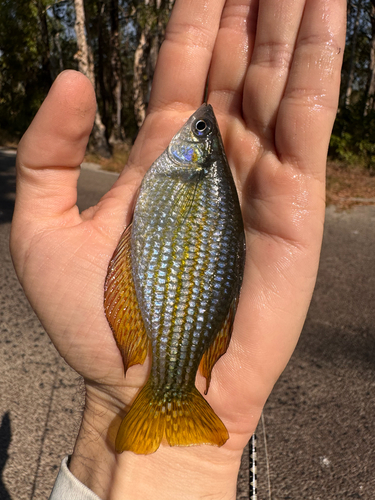 chequered rainbowfish