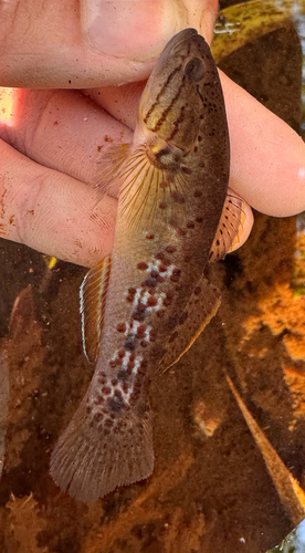 Northern Purple-spotted Gudgeon