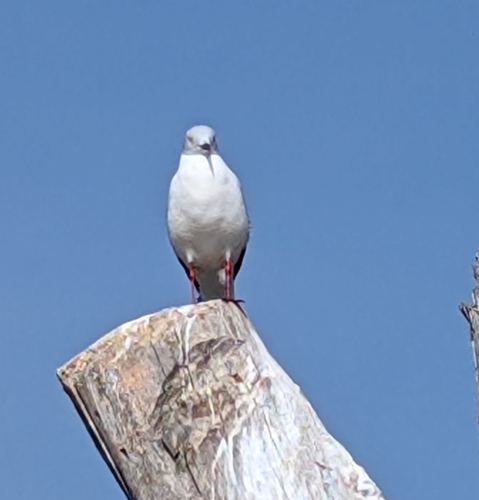 iNaturalist image