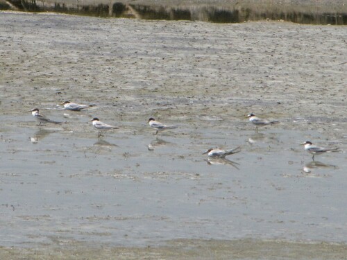 iNaturalist image