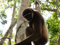 Hylobates albibarbis